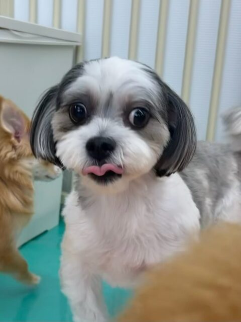 マナちゃん🐶
本日は久しぶりの来園で少し緊張していましたが、みんなにたくさん匂いを嗅がれたり、たくさん挨拶をされてだんだん緊張がほぐれたようでした👍
🐾🐶愛犬のお悩みご相談ください🐶🐾
@kenkohmura_official
↑フォロー待ってます↑
〒955-0091 新潟県三条市上須頃大割428−1
☎︎ 0256-35-3999
✉️ info@kenkohmura.jp
HP: http://kenkohmura.jp
LINE: https://lin.ee/7LIz5sb
#犬幸村#犬の幼稚園 #吠える、噛む #犬のしつけ #トイレ
ミックス犬 mix犬 ミックス犬だいすき