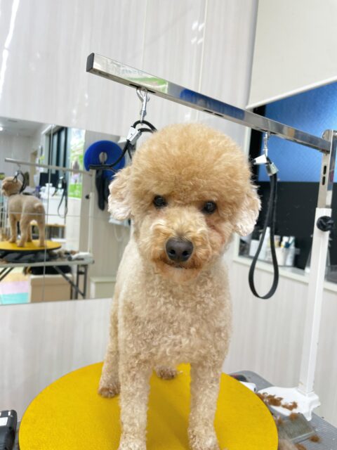 タフィーちゃん🐶
今日はもこちゃんの匂いを嗅いだり、自分から色んな子に挨拶したりしていました😊
初めてひとりでの幼稚園でしたがマイペースに過ごせていました✨
カットではおやつを使って苦手な足回りを切る練習をしました😆苦手意識がありながらも頑張ってくれました👏
🐾🐶愛犬のお悩みご相談ください🐶🐾
@kenkohmura_official
↑フォロー待ってます↑
〒955-0091 新潟県三条市上須頃大割428−1
☎︎ 0256-35-3999
✉️ info@kenkohmura.jp
HP: http://kenkohmura.jp
LINE: https://lin.ee/7LIz5sb
#犬幸村#犬の幼稚園 #吠える、噛む #犬のしつけ #トイレ
トイプードル トイプー といぷー